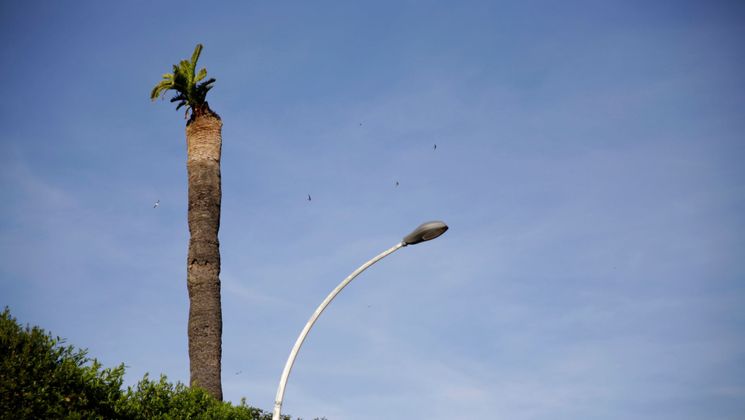 Ordinary everyday palms 1 © Judith Hillebrant