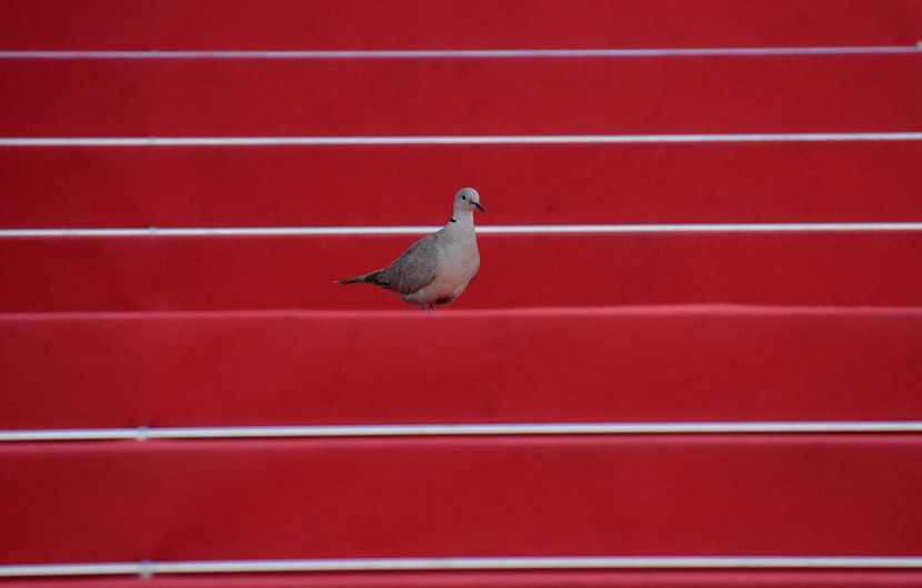 The Pigeon © Julien De Rosa / Starface