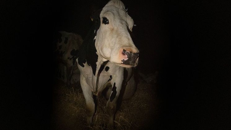 Photo du film Cow © Kate Kirkwood